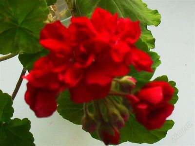Лот: 1004186. Фото: 1. герань (красная). Очень красивое... Горшечные растения и комнатные цветы
