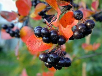 Лот: 5258784. Фото: 1. Рябина черноплодная (Aronia melanocarpa... Другое (красота и здоровье)