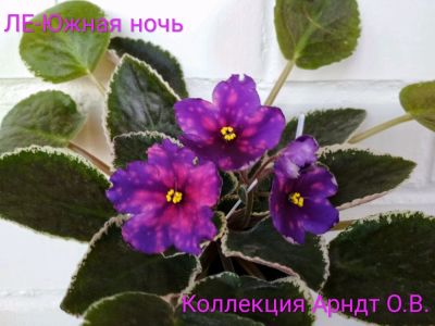 Лот: 10625809. Фото: 1. Фиалка ле-южная ночь лист укорененный. Горшечные растения и комнатные цветы