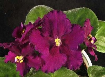 Лот: 3938950. Фото: 1. Детка сортовой фиалки ЕК-Дикая... Горшечные растения и комнатные цветы