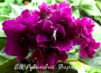 Лот: 5207899. Фото: 1. Фиалка сортовая ЕК-Рубиновый Бархат... Горшечные растения и комнатные цветы