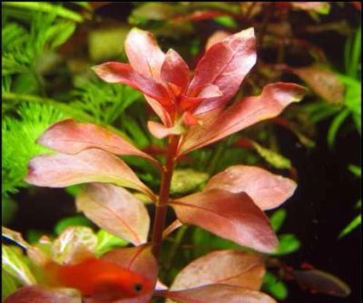 Лот: 4869657. Фото: 1. Людвигия репенс "Рубин"(Ludwigia... Водные растения