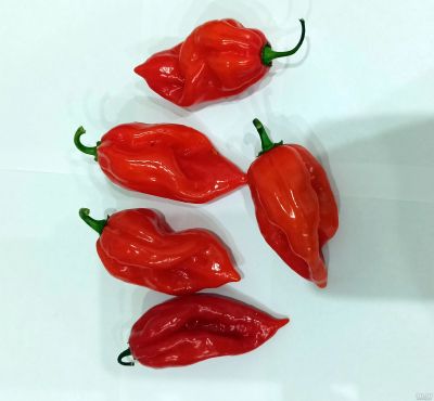 Лот: 14573178. Фото: 1. Плод перца Aji umba red. Острый... Овощи, фрукты, зелень