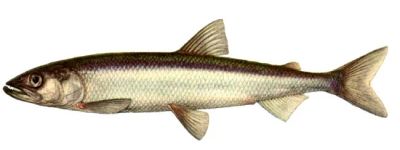 Лот: 2646785. Фото: 1. Корюшка таймырская, улов 2013... Икра, рыба, морепродукты