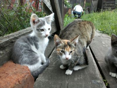 Лот: 9940384. Фото: 1. Котики. Кошки, котята