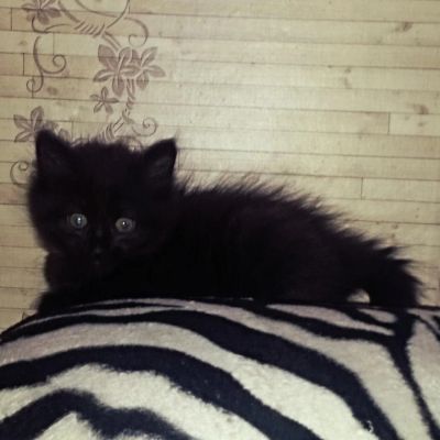 Лот: 6354318. Фото: 1. Отдам котят в добрые руки. Кошки, котята
