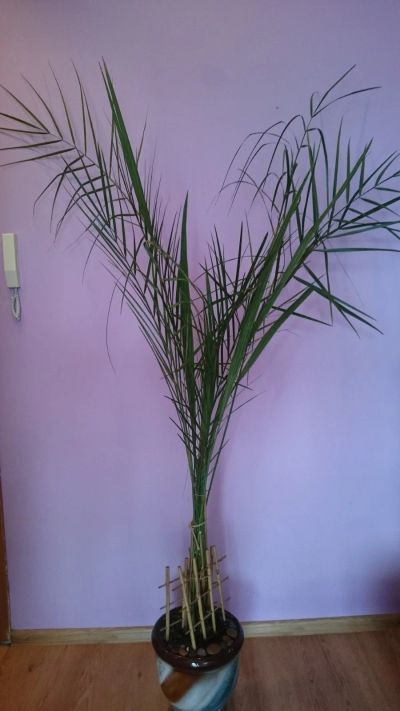Лот: 12670341. Фото: 1. Финиковая пальма.. Горшечные растения и комнатные цветы