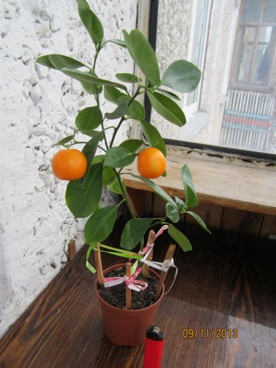 Лот: 3158090. Фото: 1. Каламандин1. Горшечные растения и комнатные цветы