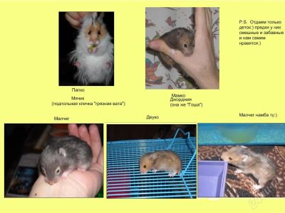 Лот: 49280. Фото: 1. Отдадим хомяков в хорошие руки... Красноярск