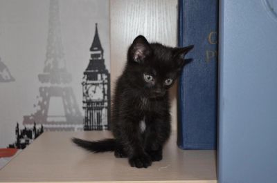 Лот: 2259095. Фото: 1. Котята. Кошки, котята