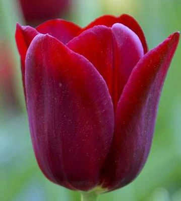 Лот: 12017461. Фото: 1. Тюльпан Нешнл Вельвет. Садовые цветы