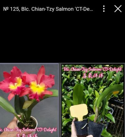 Лот: 14365349. Фото: 1. Орхидея каттлея сортовая N125. Горшечные растения и комнатные цветы