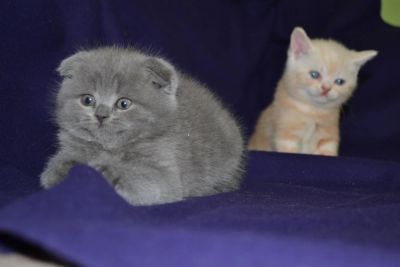 Лот: 4068735. Фото: 1. Шотланские котята. Кошки, котята