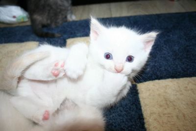 Лот: 9011268. Фото: 1. Шотландский прямоухий котёнок. Кошки, котята