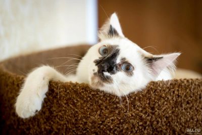 Лот: 9673660. Фото: 1. шикарный кот бесплатно. Кошки, котята