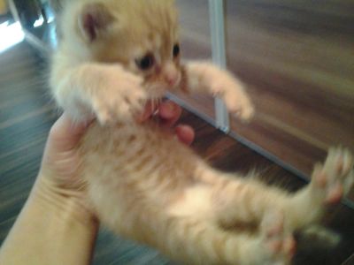 Лот: 6039751. Фото: 1. Котенок мальчик. мама- перс экзотик... Кошки, котята