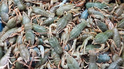Лот: 13910860. Фото: 1. живые раки 1 кг. Другое (продукты)