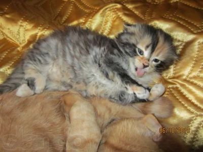 Лот: 1883010. Фото: 1. симпатичные котенки разыскивают... Кошки, котята