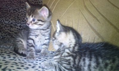 Лот: 5479804. Фото: 1. котята. Кошки, котята