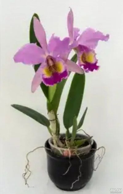 Лот: 16667840. Фото: 1. Орхидея каттлея, сеянец. Горшечные растения и комнатные цветы