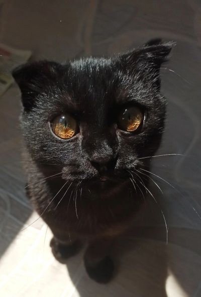 Лот: 16723884. Фото: 1. Отдам кота в хорошие руки. Кошки, котята