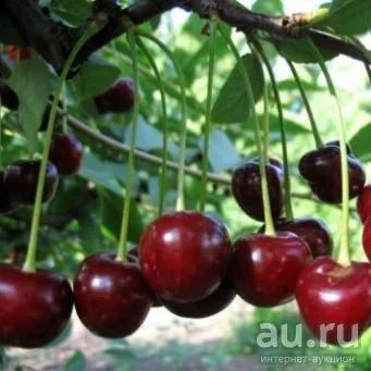 Лот: 9557139. Фото: 1. саженцы вишни. сезонные отростки. Другое (семена, рассада, садовые растения)