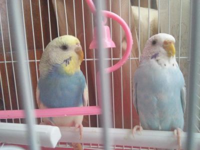 Лот: 5639496. Фото: 1. Волнистые попугаи с клеткой. Птицы