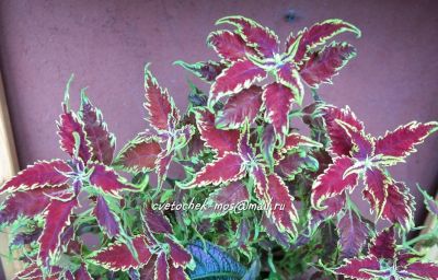 Лот: 13504955. Фото: 1. Колеус Red Croton II(40)укорен... Другое (семена, рассада, садовые растения)