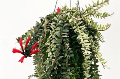 Лот: 17359414. Фото: 1. Эсхинантус Болеро Биколор (Aeschynanthus... Горшечные растения и комнатные цветы