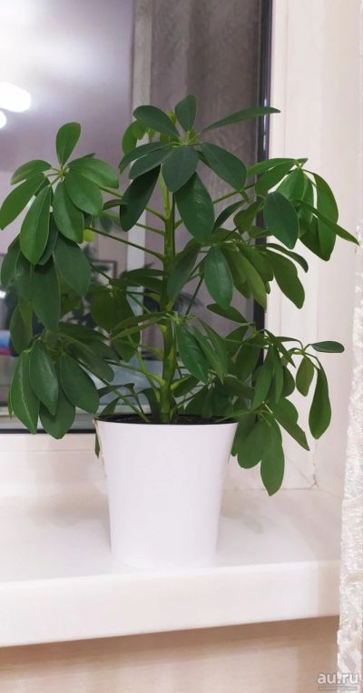 Лот: 16848561. Фото: 1. Schefflera Nora. Шеффлера h 30... Горшечные растения и комнатные цветы