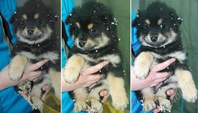 Лот: 1512204. Фото: 1. Пушистый щенок 1месяц. Собаки, щенки