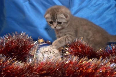Лот: 4892765. Фото: 1. Продается шотландская малышка. Кошки, котята