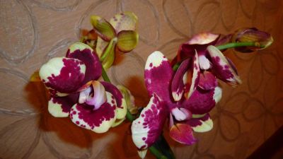 Лот: 4778355. Фото: 1. орхидея фаленопсис к4. Горшечные растения и комнатные цветы