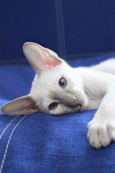 Лот: 8782945. Фото: 1. котенок-ориентал. Кошки, котята