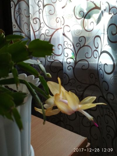 Лот: 12542981. Фото: 1. Шлюмбергера (белый+желтый цвет... Горшечные растения и комнатные цветы