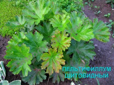Лот: 11484537. Фото: 1. Пельтифиллум щитовидный Peltiphyllum... Садовые цветы