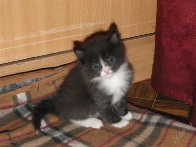 Лот: 2258163. Фото: 1. Котенок (мальчик) черно-белый. Кошки, котята