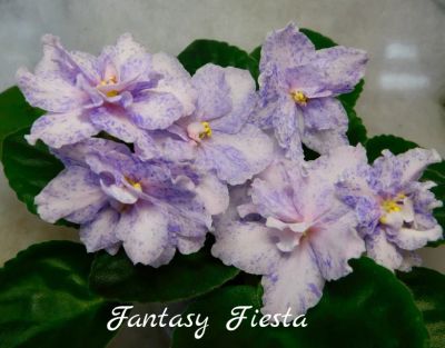 Лот: 8433748. Фото: 1. Фиалка сортовая Fantasy Fiesta... Горшечные растения и комнатные цветы