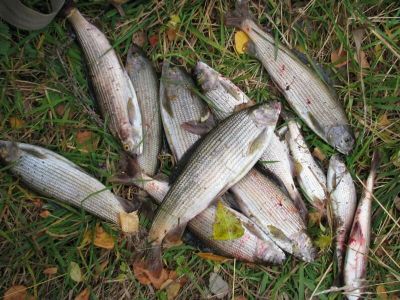 Лот: 5849113. Фото: 1. хариус солёный кг улов 16.07. Икра, рыба, морепродукты