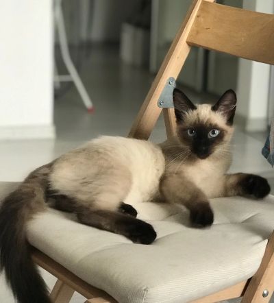 Лот: 16663779. Фото: 1. Очень красивый сиамский котик. Кошки, котята