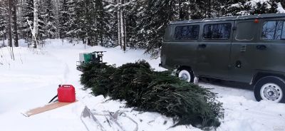 Лот: 17273386. Фото: 1. Куплю пихтовую лапку. Другое (растения и животные)