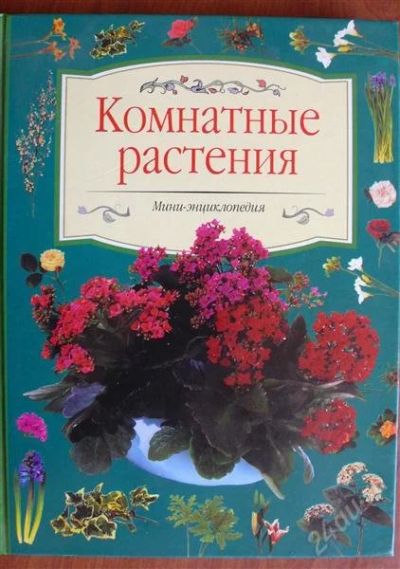 Лот: 2872251. Фото: 1. Комнатные растения. Сад, огород, цветы