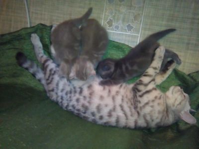 Лот: 8872195. Фото: 1. Британские котята. Кошки, котята