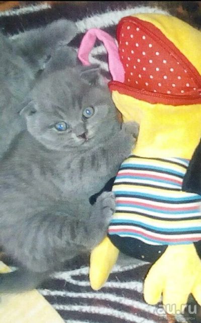 Лот: 10367100. Фото: 1. Шотландская вислоухая девочка. Кошки, котята