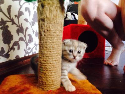 Лот: 4234991. Фото: 1. Котята:вислоухие шотландцы и британец. Кошки, котята