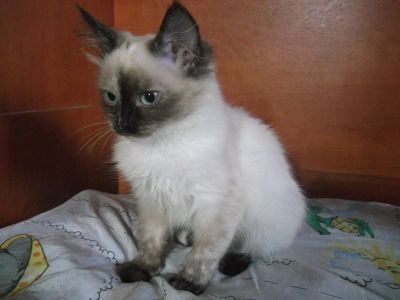 Лот: 9372273. Фото: 1. кошечка 3. Кошки, котята