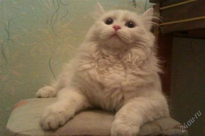 Лот: 2713736. Фото: 1. Ангорский котик. Кошки, котята