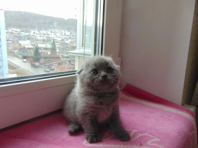 Лот: 7306263. Фото: 1. Шотландский вислоухий мальчуган. Кошки, котята