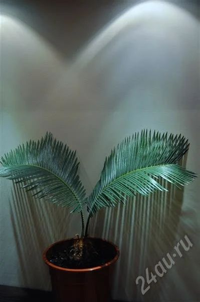 Лот: 262804. Фото: 1. Цыкас. Горшечные растения и комнатные цветы