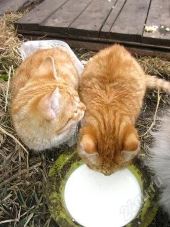Лот: 1712902. Фото: 1. котята ищут хорошие руки (рыженькие... Кошки, котята